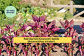 Red Garnet Amaranth Seeds - Ornamental Foliage Plant, Amaranthus tricolor, 100 Count for Borders & Garden Beds