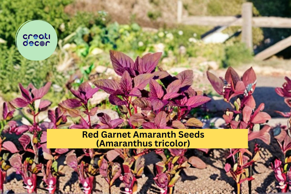 Red Garnet Amaranth Seeds - Ornamental Foliage Plant, Amaranthus tricolor, 100 Count for Borders & Garden Beds