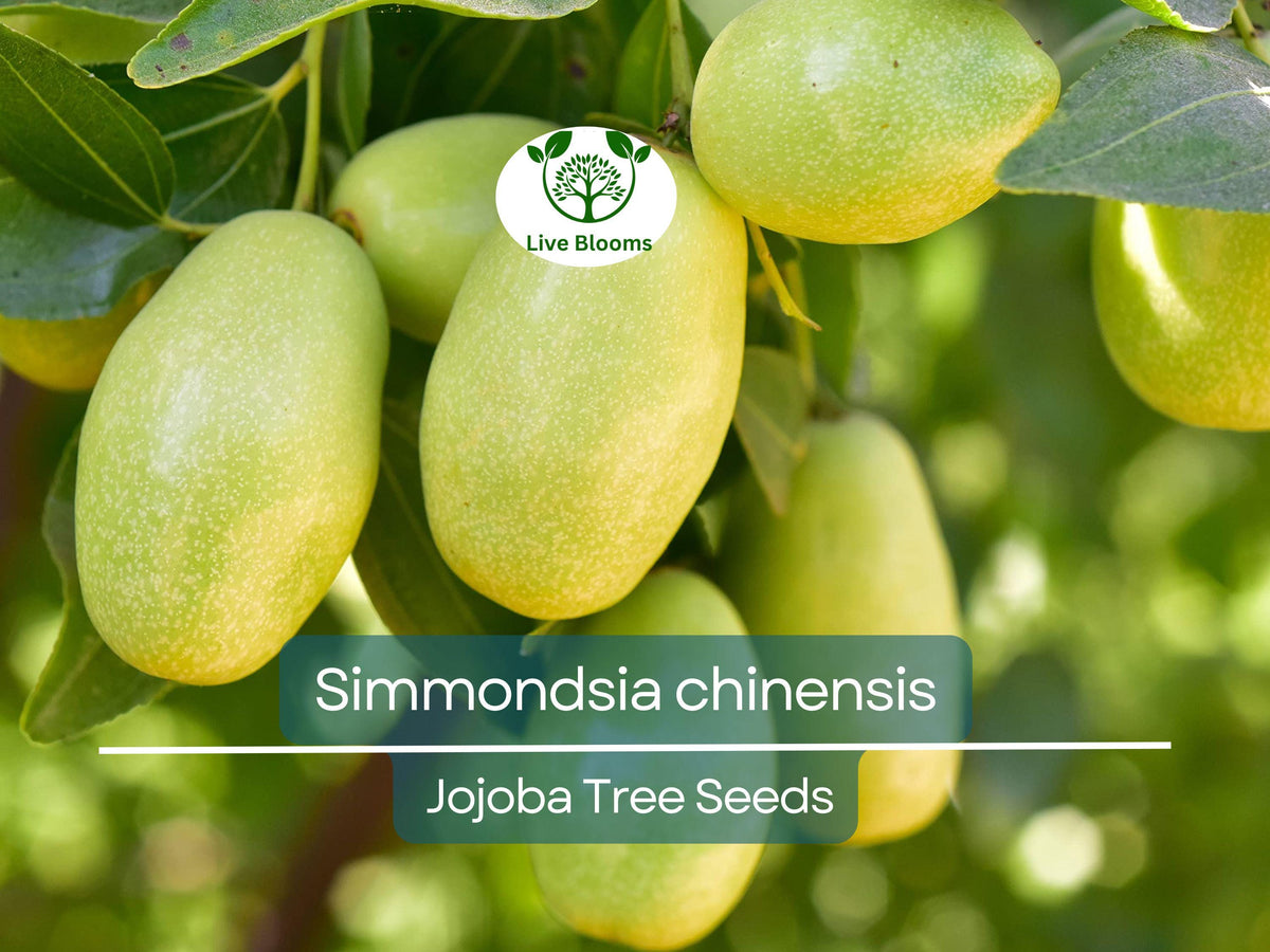 Jojoba Seeds 5 Pack Simmondsia chinensis Drought-Tolerant Shrub for Sustainable Landscaping & Wildlife Habitat