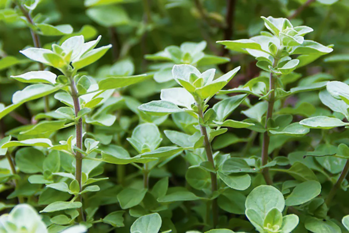 Sweet Oregano Seeds 1,000 PCS - Aromatic Herb for Cooking - Origanum Vulgare - Italian, Greek, Mexican Cuisine