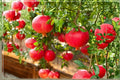 Eversweet Pomegranate Unrooted Cuttings - 3 Pack, 6-8 Inches, Ornamental Flowers & Fruit, Punica granatum 'Eversweet'