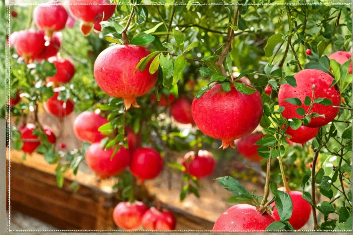 Eversweet Pomegranate Unrooted Cuttings - 3 Pack, 6-8 Inches, Ornamental Flowers & Fruit, Punica granatum 'Eversweet'