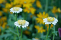 White Zinnia Seeds – 100 Heirloom Zinderella White Zinnia Flowers, Double Blooms, Cut Flower Garden, Pollinator Friendly, Zinnia elegans
