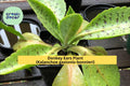 Donkey Ears Succulent Plant – Variegated Kalanchoe gastonis-bonnieri, Live Rooted Starter, Indoor or Patio Tropical Plant