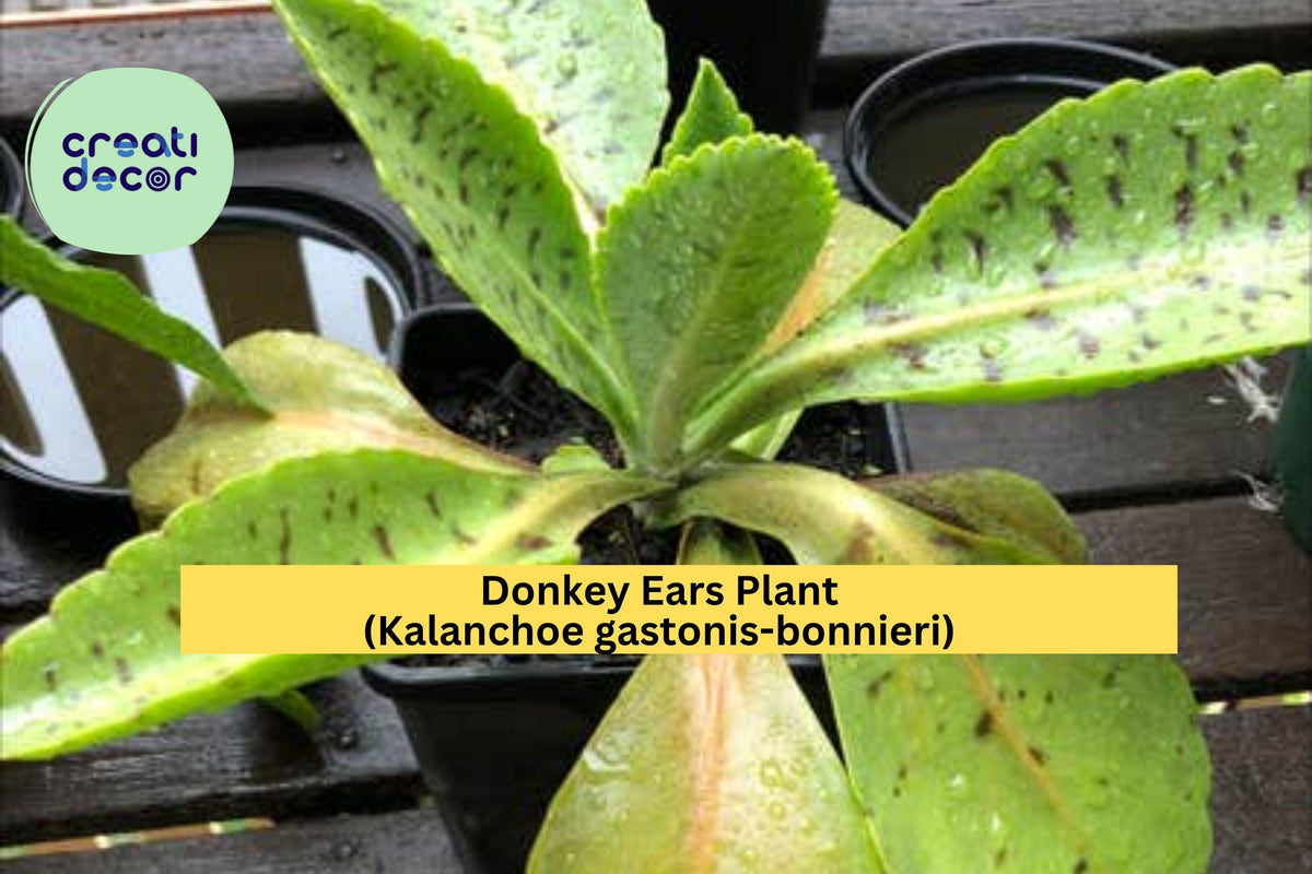 Donkey Ears Succulent Plant – Variegated Kalanchoe gastonis-bonnieri, Live Rooted Starter, Indoor or Patio Tropical Plant