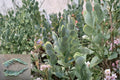 Kalanchoe marnieriana Succulent Cuttings 5 Inch, Blue-Green Paddle Leaves, Trailing, Unrooted Plant Propagation