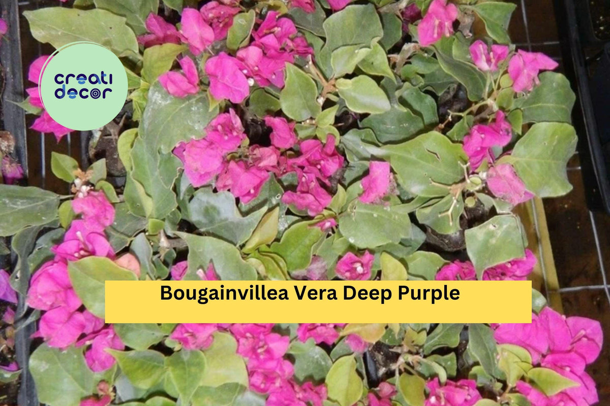 Vera Deep Purple Bougainvillea Live Starter Plug Plant Flowering Vine for Garden or Patio