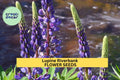 3pcs of 500mg Lupine Riverbank Seeds – Native Wildflower for Erosion Control, Pollinator Gardens & Natural Landscaping, Lupinus rivularis
