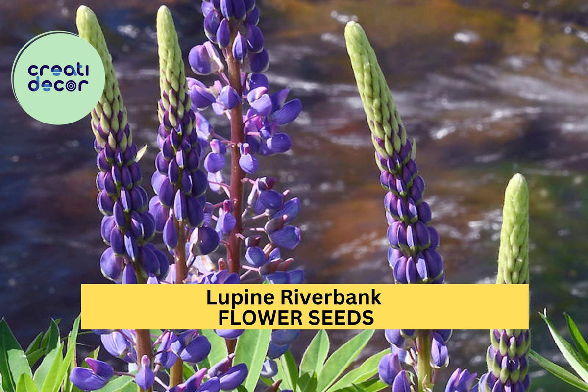 3pcs of 500mg Lupine Riverbank Seeds – Native Wildflower for Erosion Control, Pollinator Gardens & Natural Landscaping, Lupinus rivularis