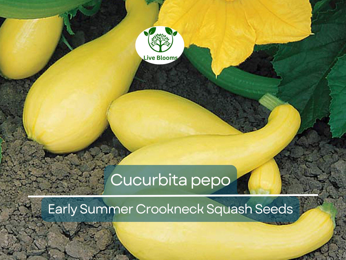 10 Seeds Early Summer Crookneck Squash Cucurbita pepo Heirloom Summer Vegetable for Gardening & Harvest