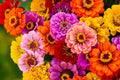 California Giants Gerbera Daisy Seeds – 200+ Vibrant Mix, 3-4" Blooms, Cut Flower & Pollinator Garden Seeds, Gerbera jamesonii, USA Grown