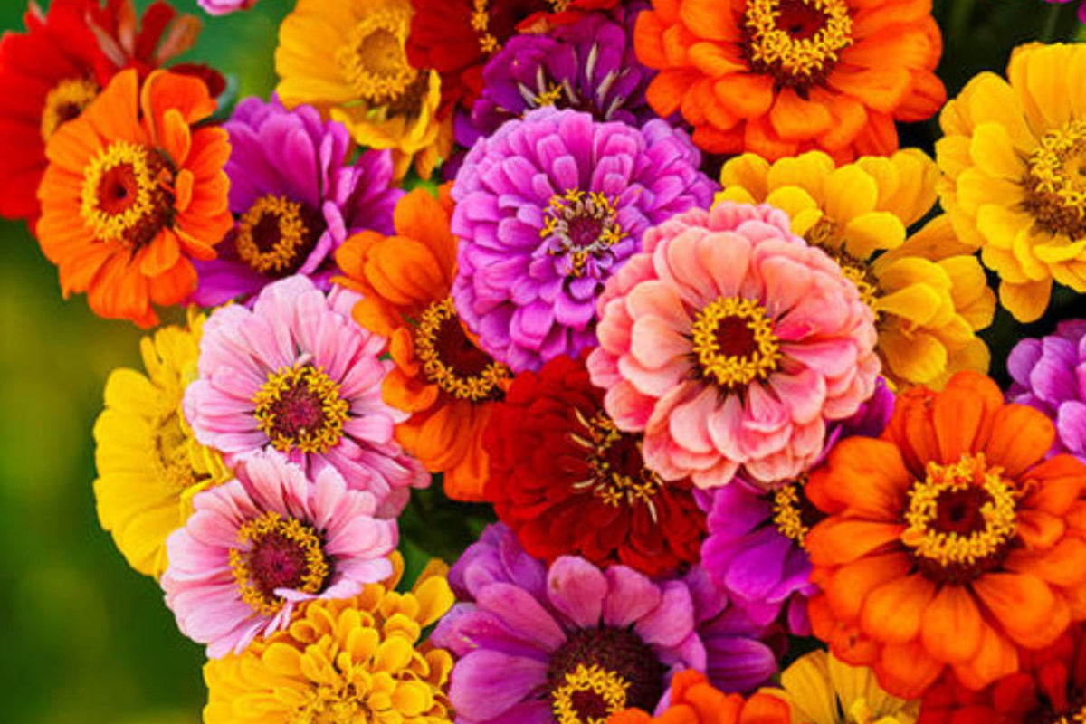 California Giants Gerbera Daisy Seeds – 200+ Vibrant Mix, 3-4" Blooms, Cut Flower & Pollinator Garden Seeds, Gerbera jamesonii, USA Grown