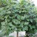 5 Organic Fresh Fig Tree Cuttings 8" Each – Unrooted Heirloom Fig for Propagation & Grafting