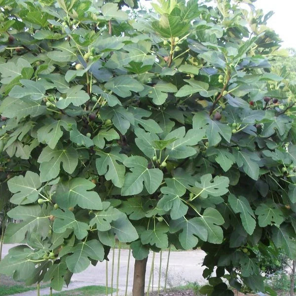 5 Organic Fresh Fig Tree Cuttings 8" Each – Unrooted Heirloom Fig for Propagation & Grafting