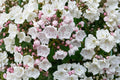 Mountain Laurel Seeds – Kalmia latifolia, Native Evergreen Shrub, Pink Spring Flowers, Woodland Garden Plant, 100 Seeds