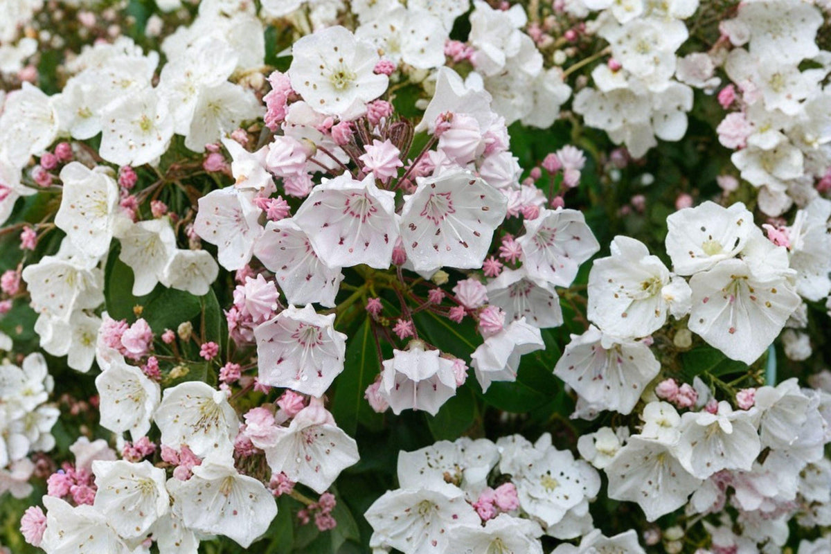Mountain Laurel Seeds – Kalmia latifolia, Native Evergreen Shrub, Pink Spring Flowers, Woodland Garden Plant, 100 Seeds