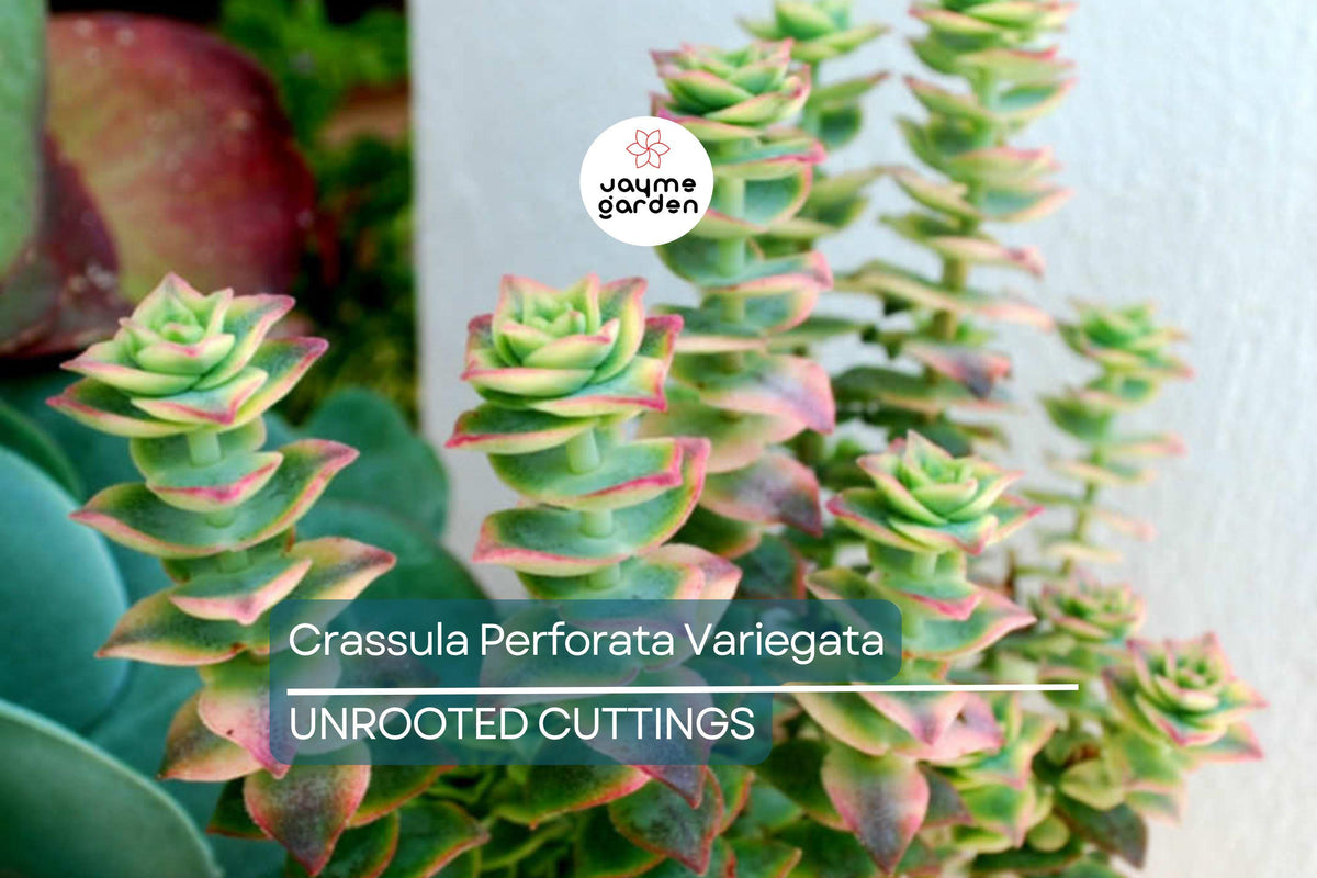 Crassula Perforata Variegata Succulent Cuttings – 2 Trailing Variegated Succulents with Red Margins, Drought Tolerant, Easy Propagation