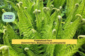 Fiddlehead Fern Live Plant | Bare Root Perennial | Ostrich Fern Matteuccia struthiopteris for Shade Gardens & Woodland Landscaping