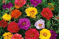 Moss Rose Seeds - 500 Count - Mixed Colors Ground Cover - Portulaca Grandiflora - Drought Tolerant, Full Sun, Easy to Grow