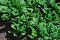 Bloomsdale Spinach Seeds - 150+ Non-GMO Heirloom Seeds for Fresh Garden, Spinacia oleracea, Leafy Greens, Organic, Easy to Grow