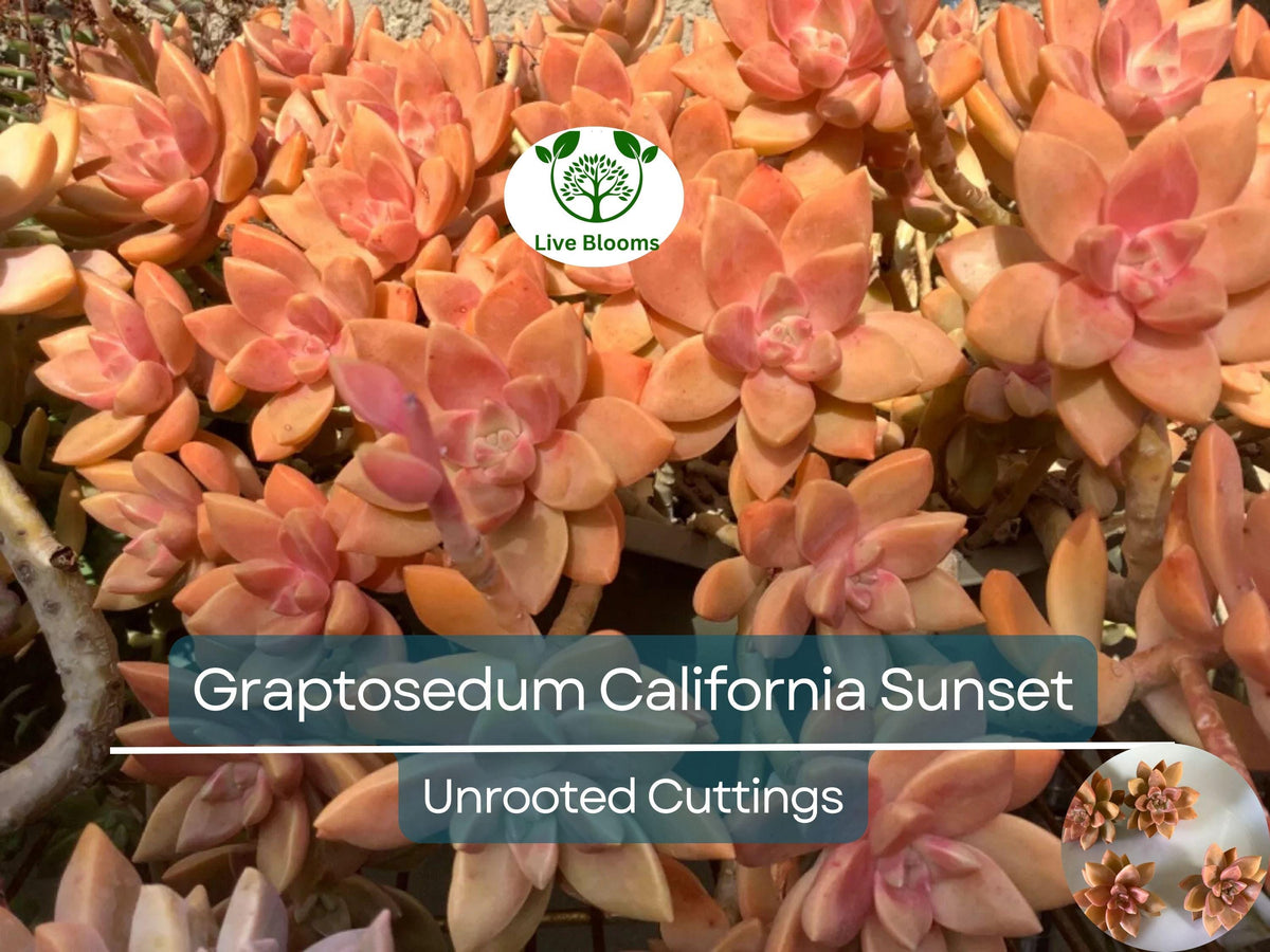 GraptoSedum "California Sunset" Succulent Cuttings – 4 Unrooted 2-3 Inch Propagation Plants for Garden, Container, Indoor Decor