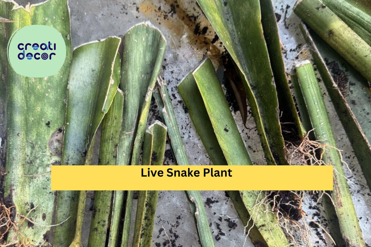 Live Snake Plant Cuttings with Roots – Sansevieria trifasciata – Easy Indoor Houseplant, Low Light Tolerant, Air-Purifying