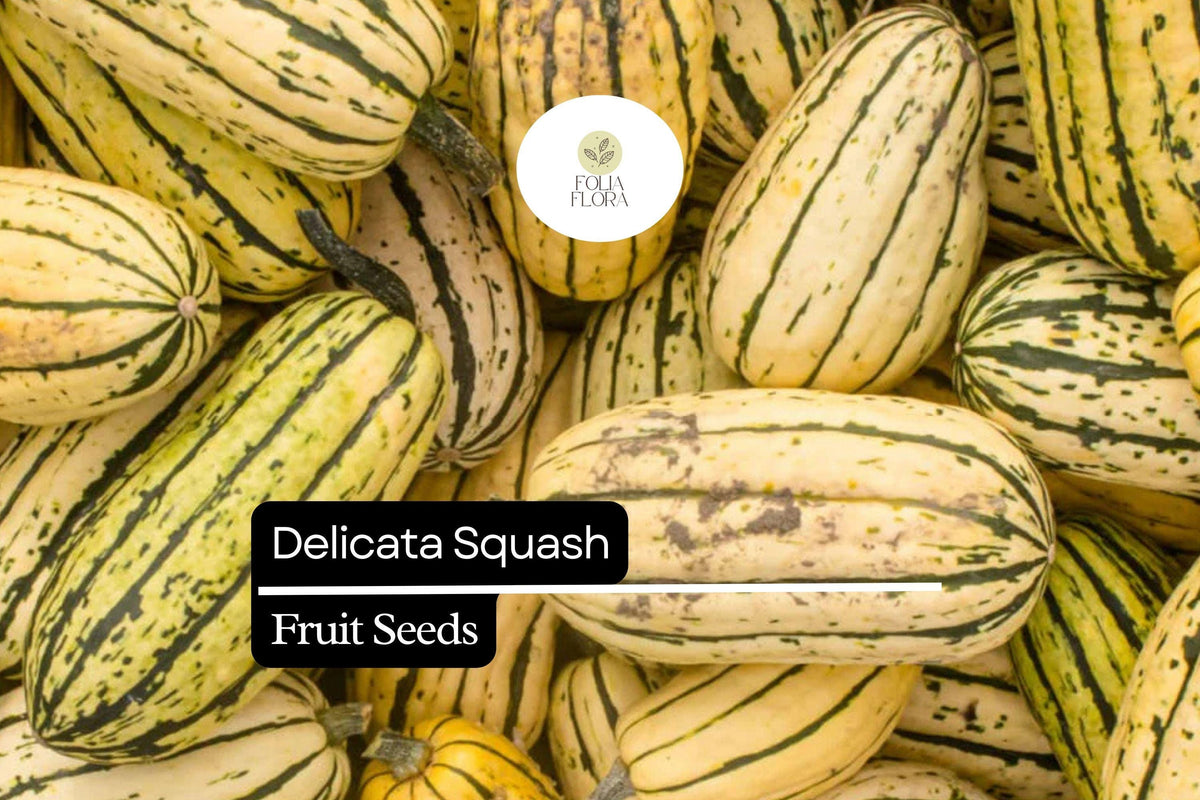 Delicata Squash Seeds – Heirloom Cucurbita pepo, Sweet Nutty Flavor, Easy-to-Grow Winter Squash for Roasting & Baking, 20 Seeds