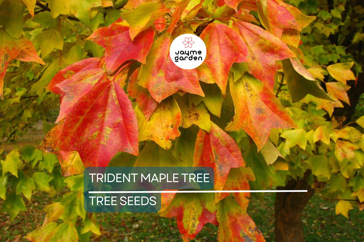 20 Trident Maple Tree Seeds Acer buergerianum Bonsai & Fall Colors Hardy Deciduous Tree