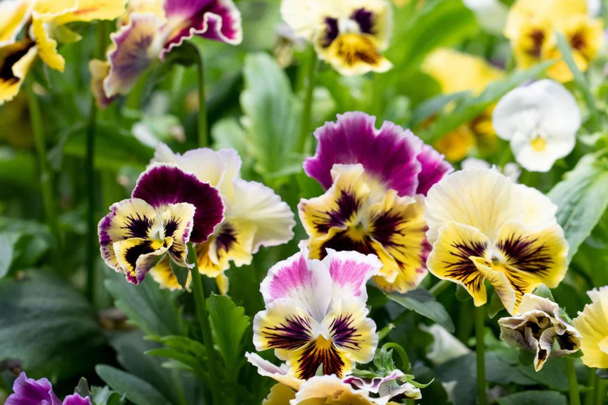 Rococo Mix Pansy Seeds – Viola cornuta Heirloom Flower Seeds for Cool Weather Blooms, 200+ Frilly Ruffled Flowers, Container & Garden