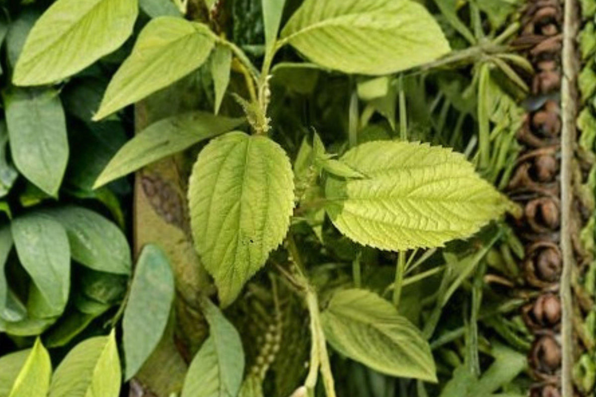 100 Smallspike False Nettle Seeds – Native Wetland Perennial for Shade, Moist Soils – Boehmeria cylindrica Seed Pack