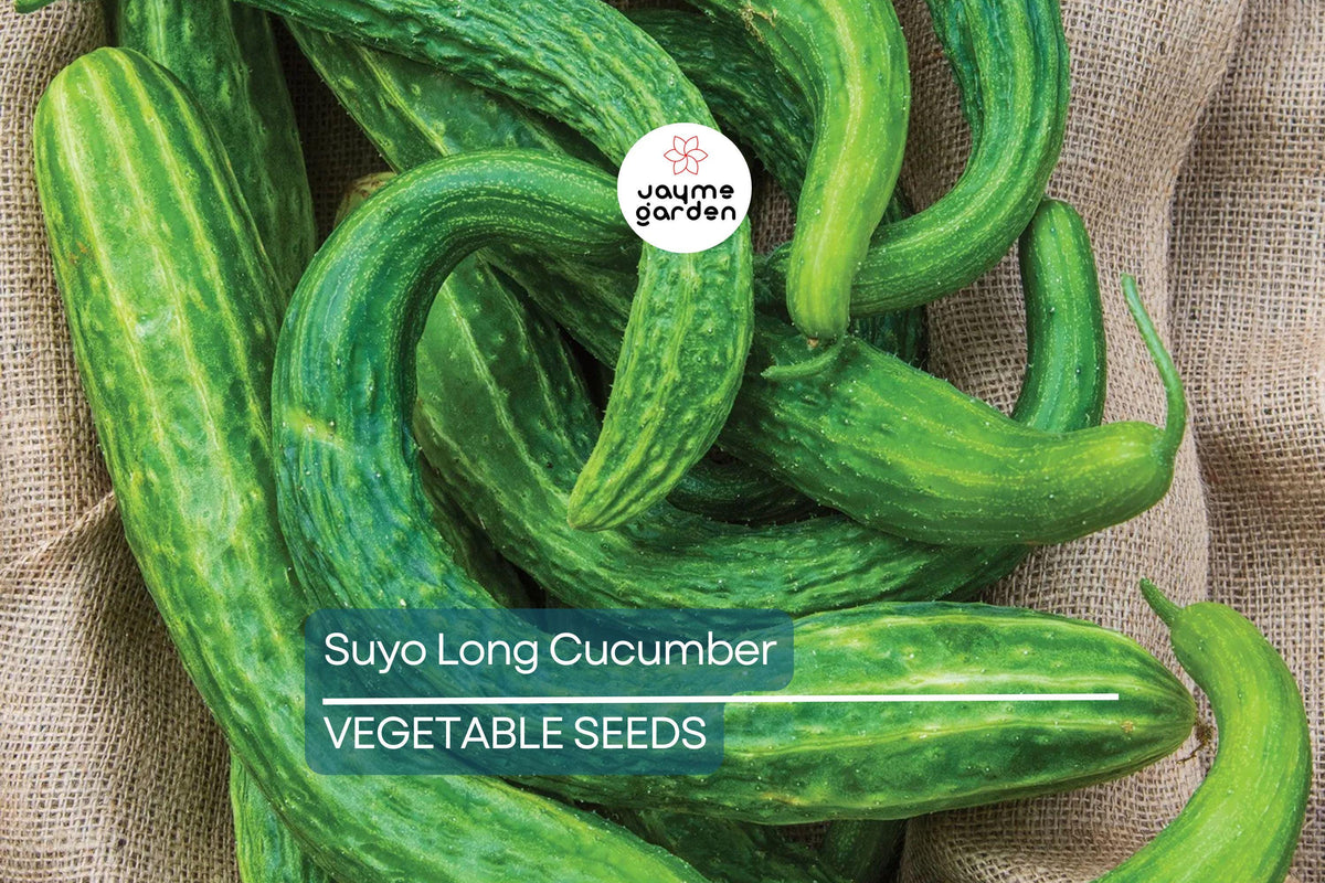 100+ Suyo Long Cucumber Seeds - Heirloom, Organic, Burpless, Asian Variety, Non-GMO, Long Slicing & Pickling Cucumbers