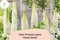 25+ Polar Princess White Lupine Seeds | Elegant Bloom Spikes for Garden, Borders & Pollinator Attractant | Lupinus spp.