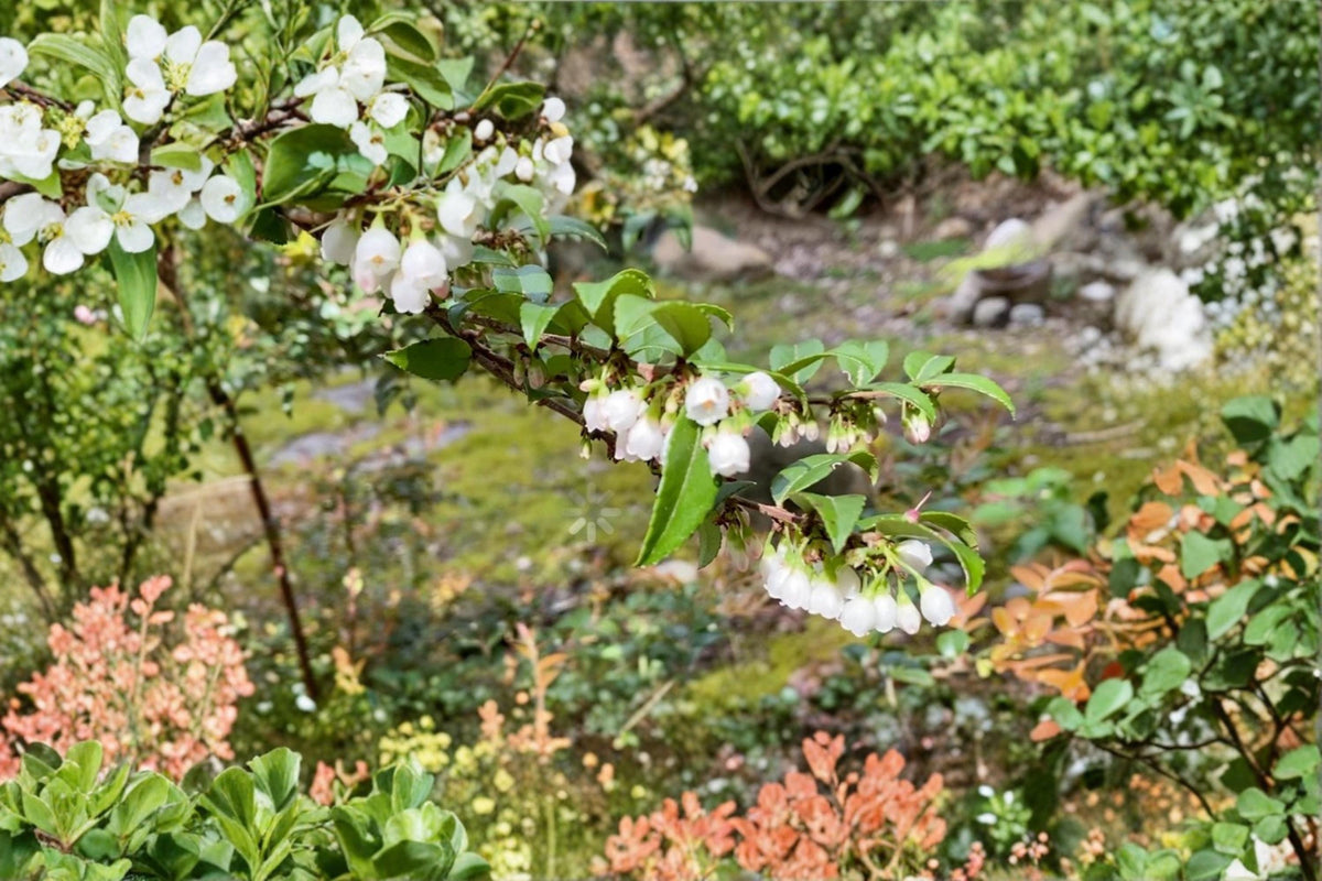 Evergreen Huckleberry Cuttings - Vaccinium ovatum Native Edible Berry Shrub for Landscaping & Wild Gardens
