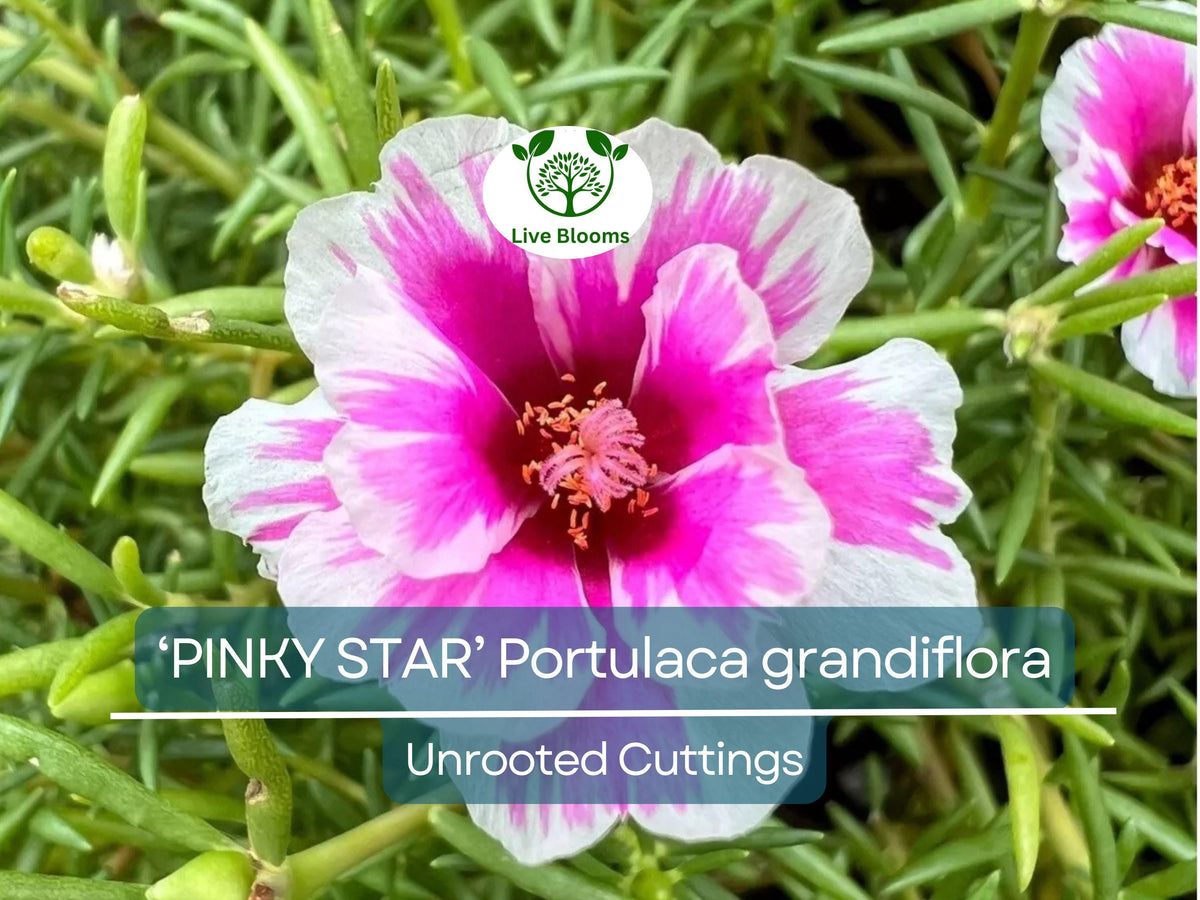 Portulaca grandiflora Pinky Star Unrooted Cuttings, 10 Pack, Bright Pink Moss Rose, Succulent for Garden & Indoor, Drought Tolerant