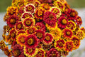 Aztec Sunset Zinnia Seeds - 100+ Heirloom Flower Seeds for Cut Gardens, Pollinator Attracting, Drought-Resistant, Zinnia elegans