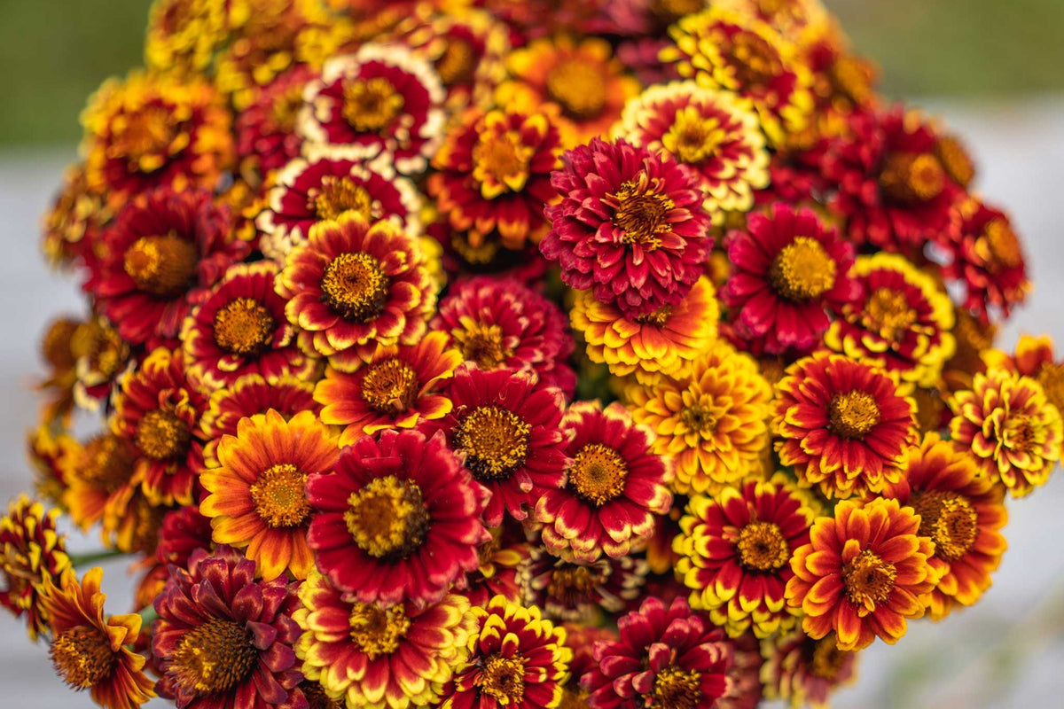 Aztec Sunset Zinnia Seeds - 100+ Heirloom Flower Seeds for Cut Gardens, Pollinator Attracting, Drought-Resistant, Zinnia elegans