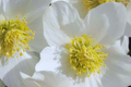 Christmas Rose Seeds - 12 Seeds, White Flowers, Helleborus Niger, Perennial Ground Cover, Winter Bloomer