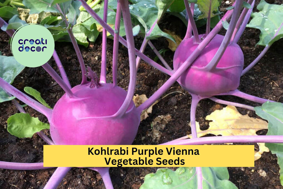 3pcs 500mg Purple Vienna Kohlrabi Seeds – Heirloom Brassica oleracea, Crisp Purple Bulb for Cool Season Gardening