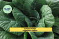 3pcs x 1g Collard Vates Seeds – Heirloom Dark Green Leafy Greens for Raised Beds, Containers, Garden Rows Brassica oleracea