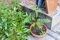 Sansho 4 Cuttings - Zanthoxylum piperitum Japanese Pepper Tree, Aromatic Shrub, Edible Fruits, Propagation Material