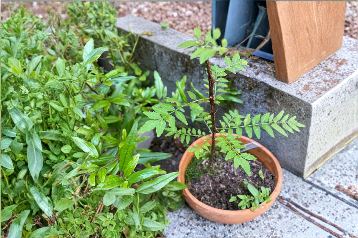 Sansho 4 Cuttings - Zanthoxylum piperitum Japanese Pepper Tree, Aromatic Shrub, Edible Fruits, Propagation Material