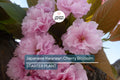 Kwanzan Cherry Blossom Tree Starter Plant | 8-10” Live Tree | Double Pink Flowers | Prunus serrulata | Japanese Ornamental Tree