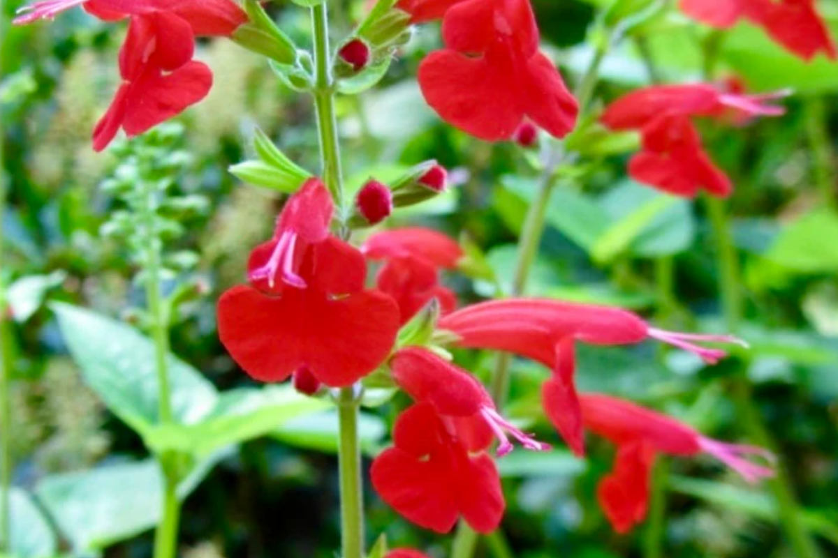 Scarlet Sage Seeds - 400 Count, Bright Red Flowers, Salvia Coccinea, Perennial/Annual for Zones 4-10