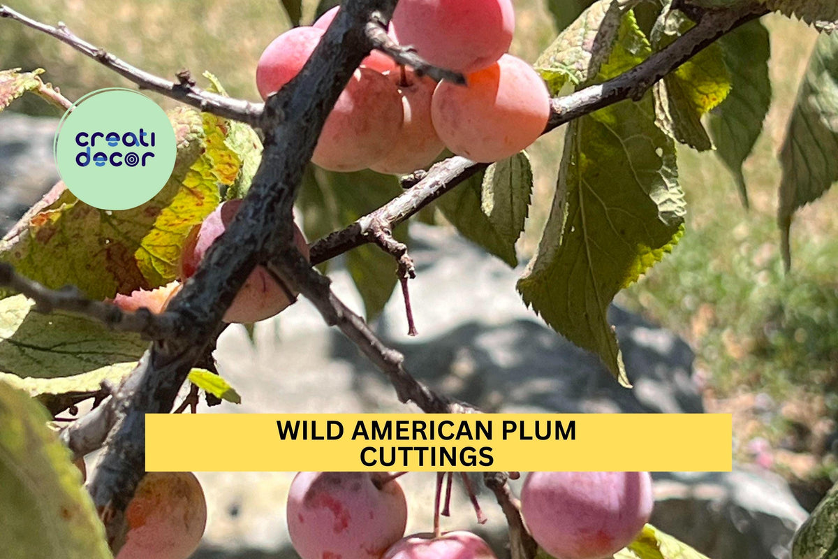 12 Wild American Plum Cuttings – Prunus americana, Edible Fruit, Wildlife Garden, Hedgerow Propagation, Native North American Tree