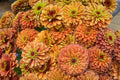 Queen Lime Orange Zinnia Seeds – 100 Bi-Color Flowers, Pollinator Magnet, Cut Flower Garden, Zinnia elegans, Drought Tolerant