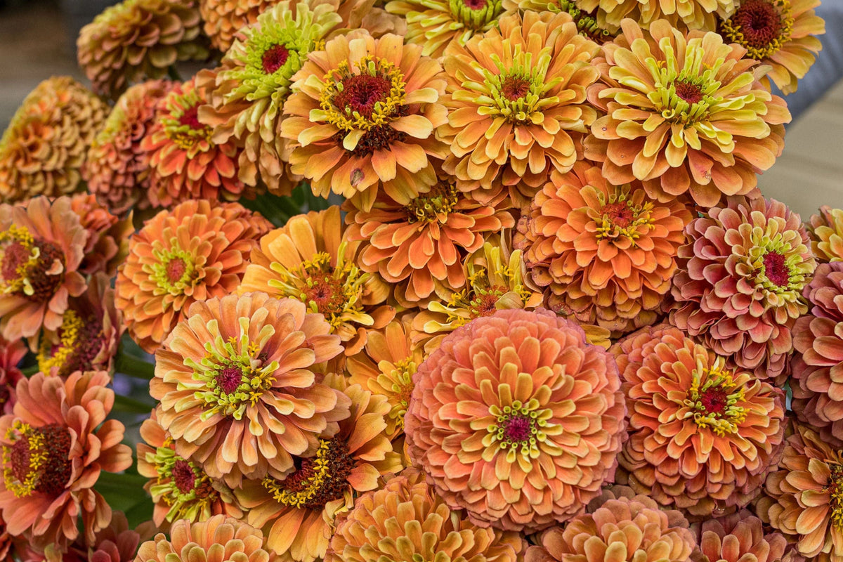Queen Lime Orange Zinnia Seeds – 100 Bi-Color Flowers, Pollinator Magnet, Cut Flower Garden, Zinnia elegans, Drought Tolerant