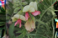 10 Seeds Tephrosia virginiana Goat’s Rue Perennial Wildflower for Dry Meadows & Prairies, Drought-Tolerant, Native Pollinator Plant