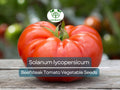 Beefsteak Tomato Seeds 300mg Heirloom Solanum lycopersicum Large Juicy Slicing & Sandwich Tomatoes