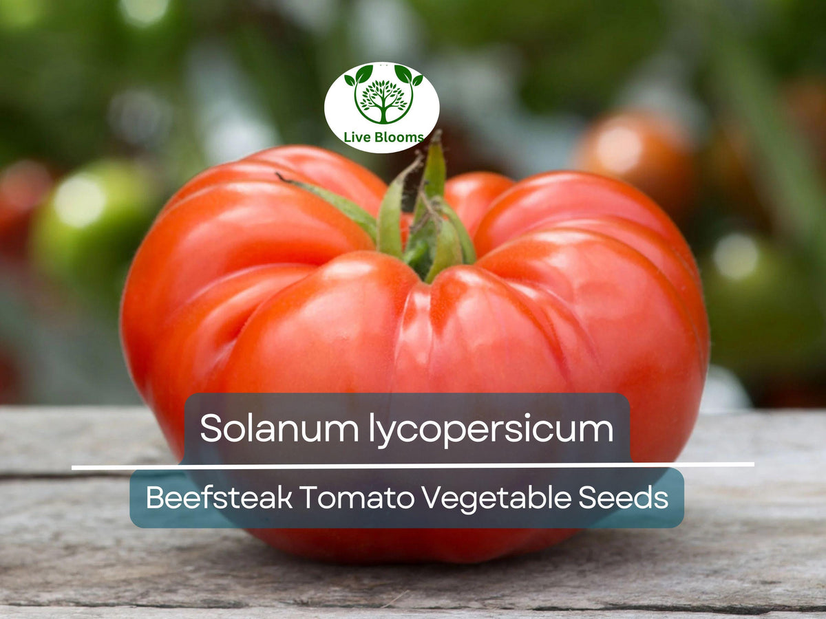 Beefsteak Tomato Seeds 300mg Heirloom Solanum lycopersicum Large Juicy Slicing & Sandwich Tomatoes