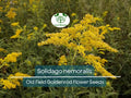 Solidago nemoralis Seeds – 500 mg Native Perennial Wildflower for Pollinator Gardens & Natural Landscaping
